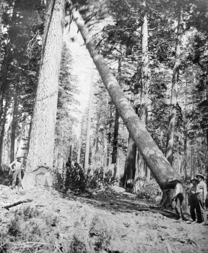 Timber Falling at Lyonsville