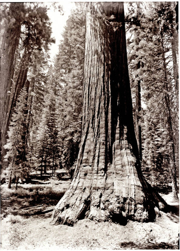 Giant sequoia tree