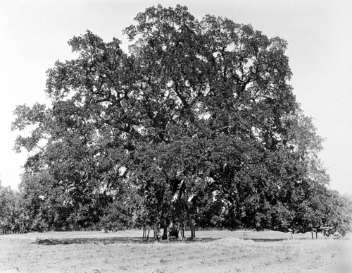 Hooker Oak