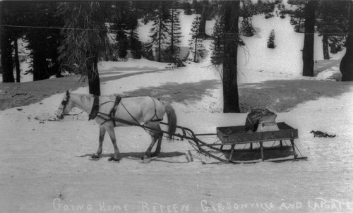 Horse pulling sled