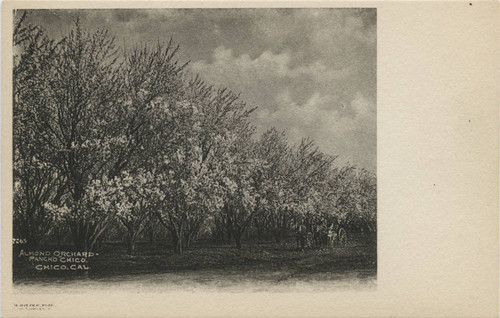 Almond Orchard