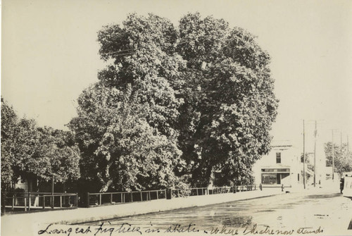 Oroville Fig Trees