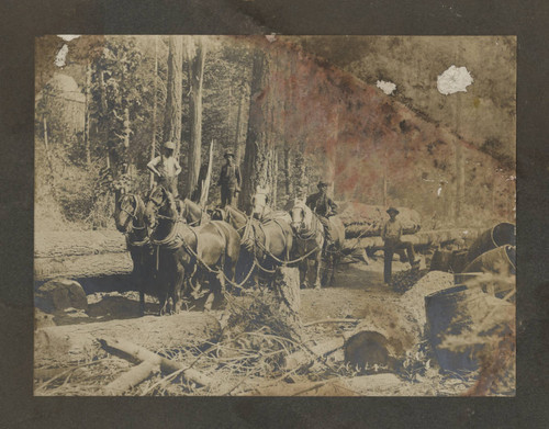 Six-horse team hauling logs