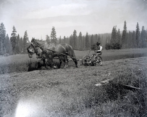 Cutting hay in Meadow Valley or Spanish Ranch