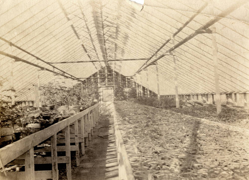 Interior of a greenhouse at the Plant Introduction Garden