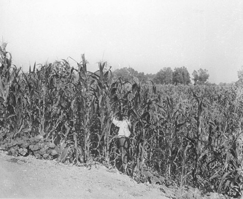 Colusa County Corn Field