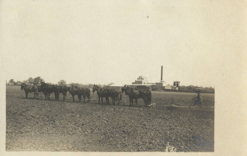 Sacramento Valley Sugar Company - Draft Animals