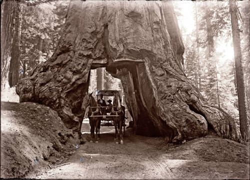 Wawona the giant Sequoia Tree