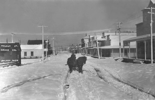 Team of horses in Sisson, Calif