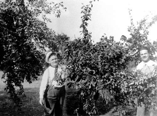 Men standing next to prune trees in the Bidwell Orchards