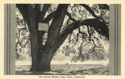 Hooker Oak