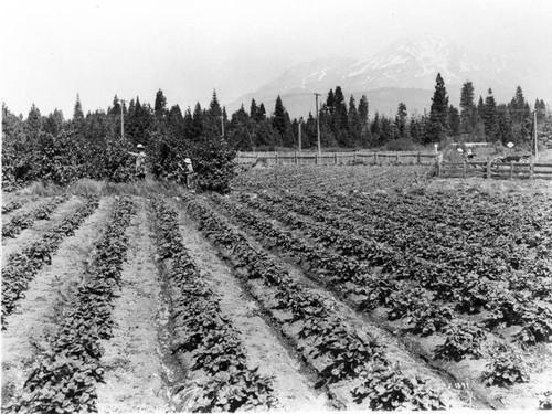 Strawberry Field