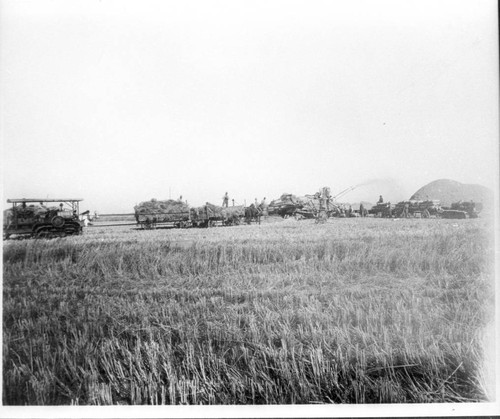 Rice Harvesting