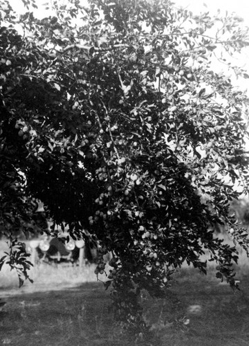 Prune tree in the Bidwell Orchards