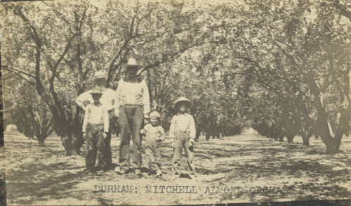 Mitchell Almond Orchard