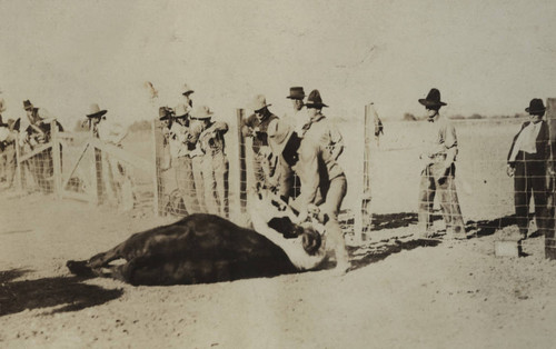 John Dobbins, Sacramento Rodeo