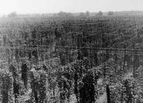 Hops filed short distance from property of Bidwell Orchards, Inc