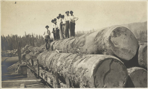 Large logs - Stirling City