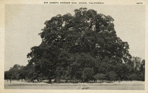 Hooker Oak