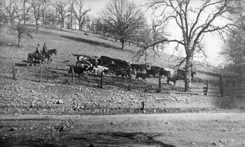 Cowboys and cattle