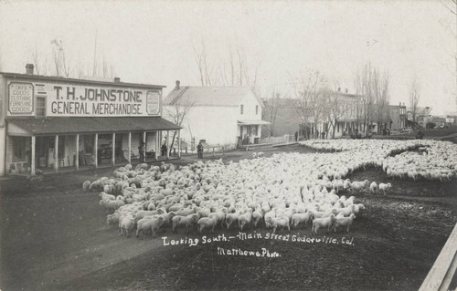 Herd of sheep in downtown Cedarville