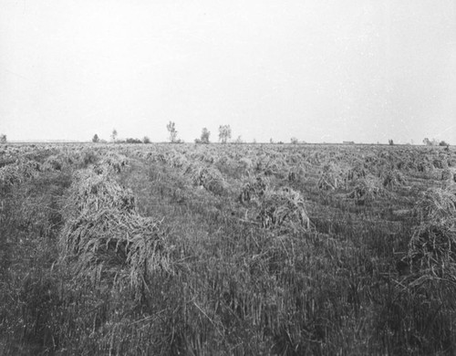 Rice Harvesting