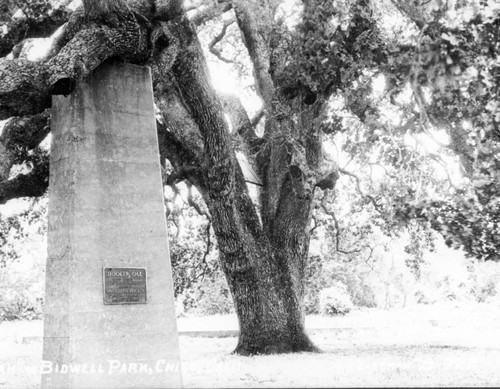 Hooker Oak Postcard