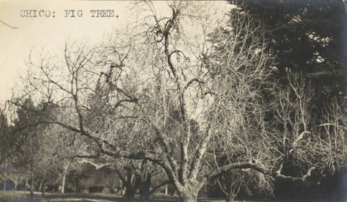 Chico: Fig tree