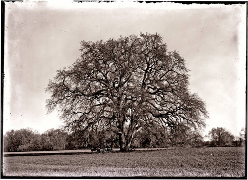 Hooker Oak