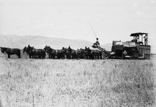 harvesting at Manor Ranch