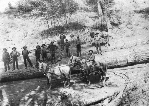 Horses on logging chute