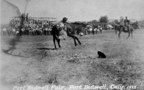 Wild Mule Riding at Fort Bidwell Fair