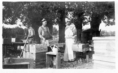 Peach harvesting on Rancho Chico