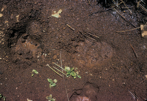 Bear Track