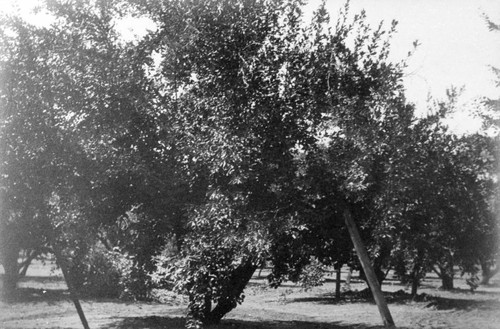 Prune Orchard at Bidwell