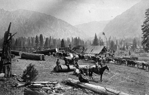 Cattle on Lumber Camp