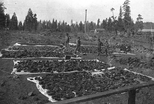 Drying Sugar Pine Cones