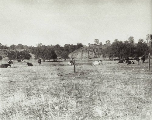 Pasture Scene near Red Bluff