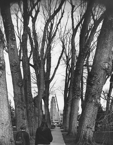 Senator Theater Tower through trees of downtown park