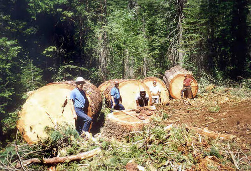 Four cuts of sugar pine--Soper-Wheeler Company