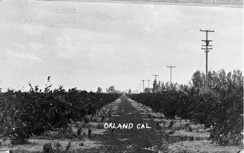 Orland Fruit Orchard