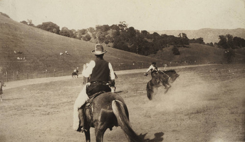 Horse Bucking in Open Field