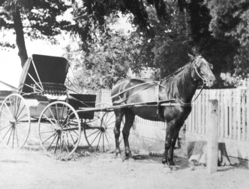 Horse & carriage at Morehead Ranch