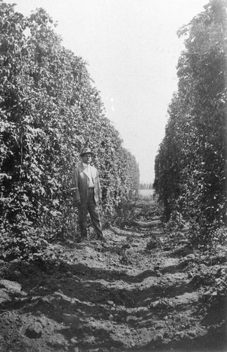 Hops Field