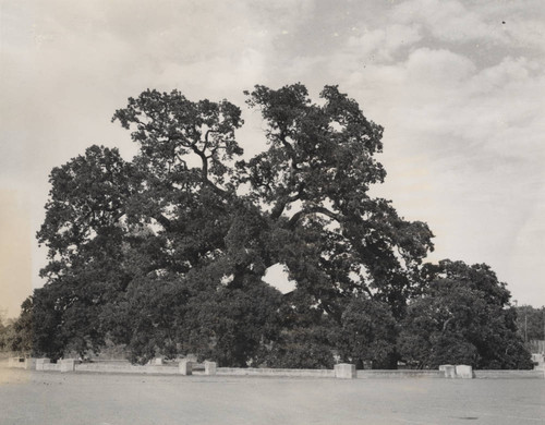 Hooker Oak