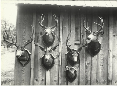 Hunting Trophies