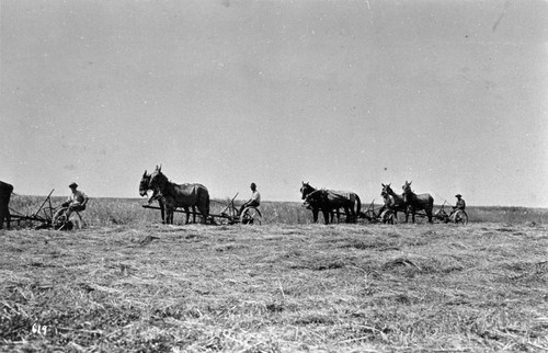 Donkey Harvesters