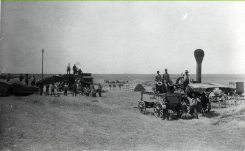 Harvesting Wheat