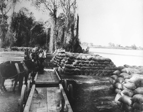 Rice Harvesting