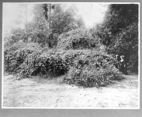 Flowers on Rancho Chico